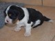    5 CHIOTS CAVALIER KING CHARLES SPANIEL LOF A DONNER 