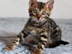  Magnifique Chatons Bengal a donner