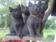 adorable chatons chartreux