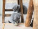 sublime chatons chartreux