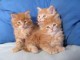 sublime Chatons maine coon A donner