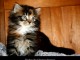 splendide Chatons maine coon A donner mâle te femelle