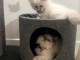 Chatons type ragdoll disponibles