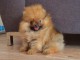 CHIOTS SPITZ POMERANIAN LOF DISPOS DE SUITE