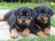 2 chiots rottweiler disponibles de suite 