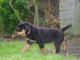 Superbe Rottweiler a donner