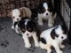 Donne Chiots Cavalier King Charles 