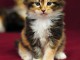 chatons Maine Coon LOOF 