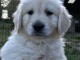 Don de chiot golden retriever