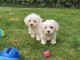 Magnifique chiots bichon maltais