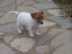  Bebe a donne Jack Russell