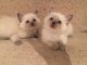 Sublimes chatons type ragdoll