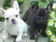  mignons chiots bouledogue français