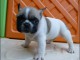  portée de 5 chiots bouledogue français