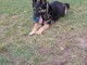  A réserver chiots Berger A