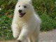 Bebe berger blanc suisse