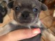  Chiots Chihuahua LOF A DONNER 