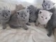 Chatons British Shorthair Loof a donner 