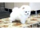 Magnifique et adorable chiot spitz nain