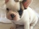 A donner magnifique chiot type Bouledogue français femelle