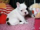 Magnifique et adorable chiot bouledogue francais