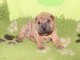 Magnifique et adorable chiot shar-pei