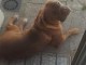 Dog de Bordeaux A l’adoption 