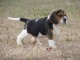 Charmante Chiot Beagle femelle