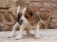 Adorable Chiot Beagle mâle