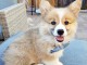 Beau chiot Cardigan Welsh Corgi