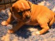 Splendide Chiot Male Staffordshire Bull Terrier