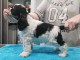 Superbe Chiot American Cocker Spaniel