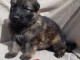 Jolie Chiot Berger allemand