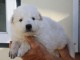 Magnifique Chiot Berger Blanc Suisse