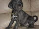 Superbe Chiot Cane Corso 