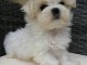 Magnifique chiot Bichon maltais