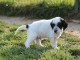 Adorable chiot Setter anglais