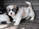 Magnifique Chiot Lhassa Apso