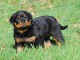 Magnifique Chiot Rottweiler mâle