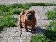 Magnifique Chiot Shar Pei