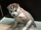 Magnifique Chiot Husky Siberien