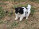 Superbe Chiot Spitz Allemand