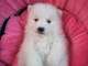 Adorable Chiot Spitz japonais