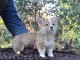 Magnifique Chiot Welsh Corgi Pembroke