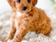 Magnifique Chiot Cavapoo Femelle