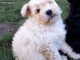 Splendide Chiot Pumi Femelle