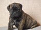 splendide Chiot Bullmastiff mâle 