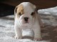 Magnifique Chiot  Bulldog Anglais