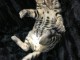 Trois chatons bengal contre bon soin