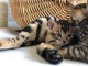 Mes chatons Bengal contre bon soin